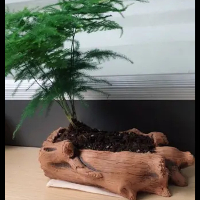 Imitação de estacas de madeira - Echeveria Succulent avaliação e preço