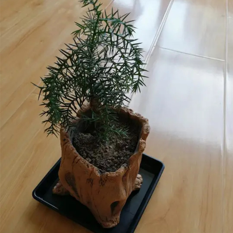 Imitação de estacas de madeira - Echeveria Succulent avaliação e preço